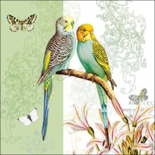 budgies-green-servet.jpg