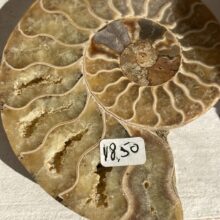 Amoniet 9cm Links of Rechtsom