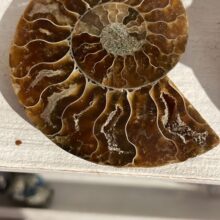 Amoniet 7cm