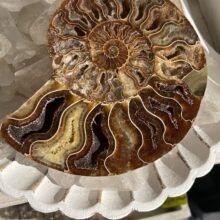 Amoniet 14cm